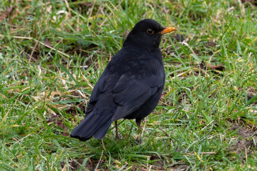 Common Blackbird (Turdus merula) Male